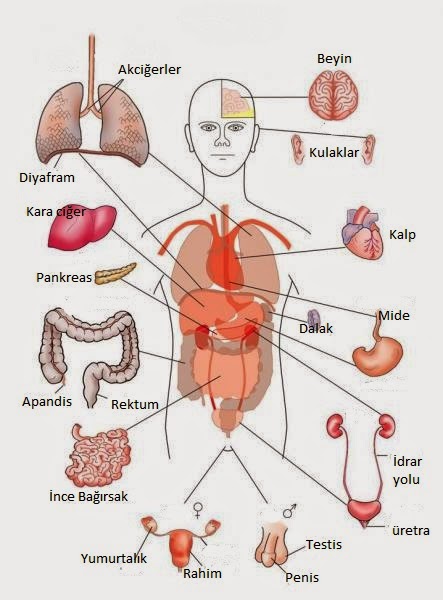View Sistem Pencernaan Gambar Organ Tubuh Manusia Dan Fungsinya PNG