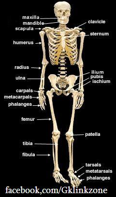 Top Ten Longest Bones in the Human Body | General Knowledge