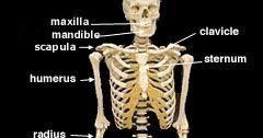 Top Ten Longest Bones in the Human Body | General Knowledge