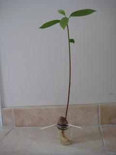 Noyau D Avocat Germe Faut Il Le Tailler Rookie Garden