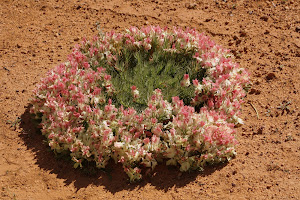 Wreath flower near Morowa Western Australia