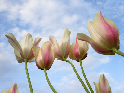Tulips From Down Under Flowers HD Wallpapers