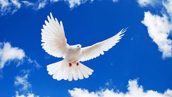 Bird Of Peace