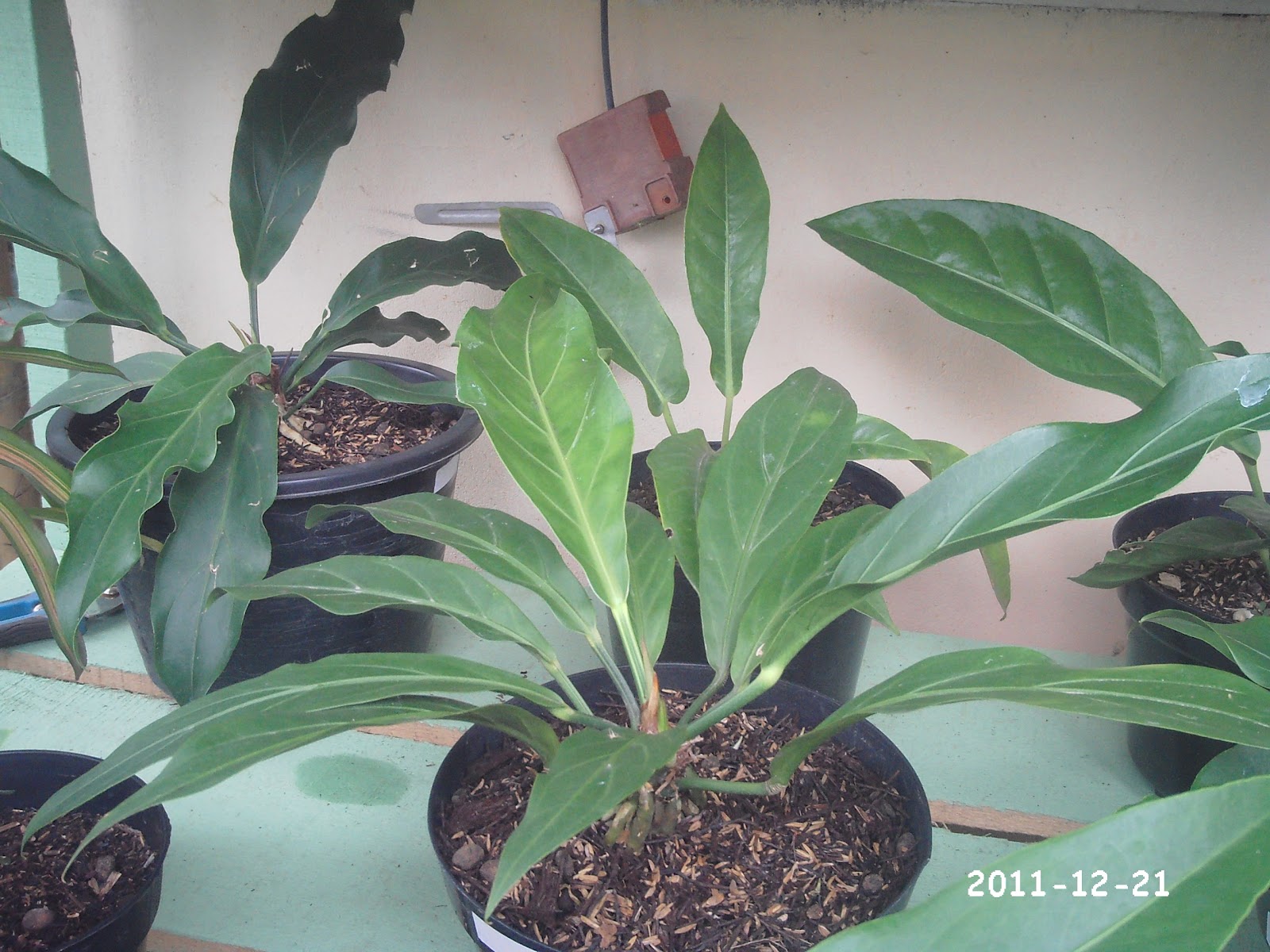 Rumah Bunga Kuansing: Aneka Tanaman Anthurium