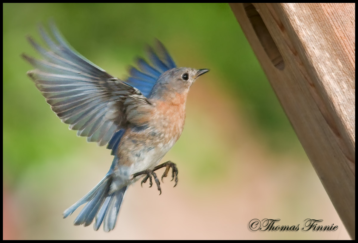 Thomas Finnie Photography EASTERN BLUEBIRDS and HOUSE SPARROWS
