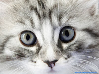  pictures photos cats wallpapers