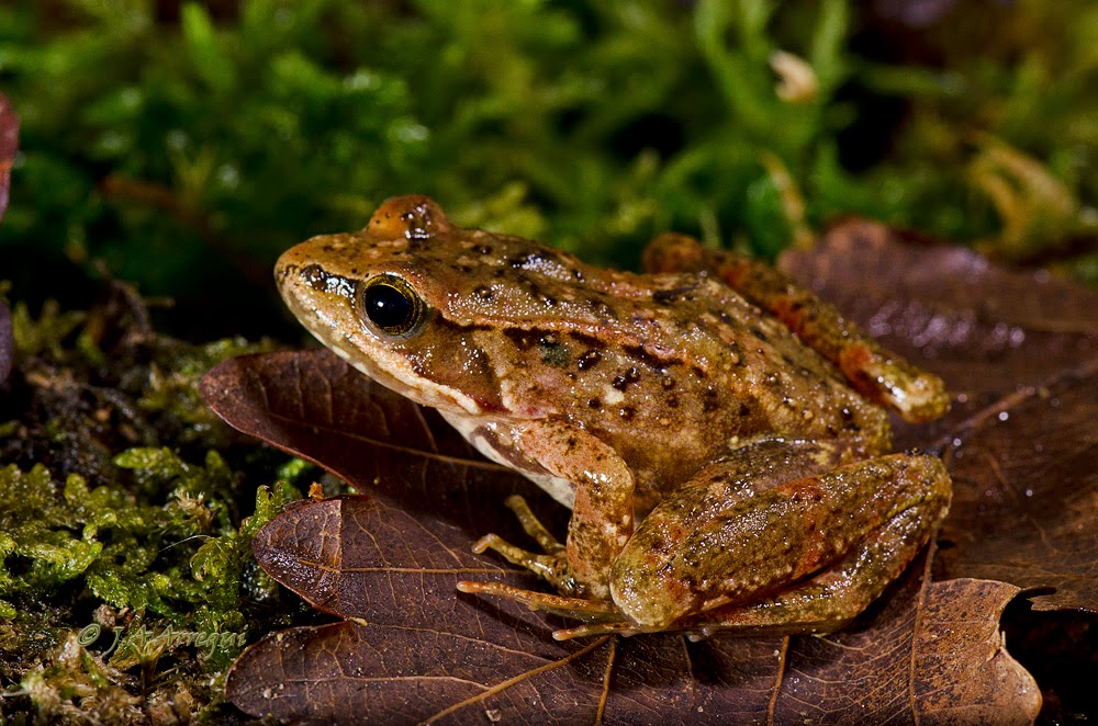 Rana patilarga, Rana iberica, Iberian frog Rana patilarga, Rana iberica, Iberian frog