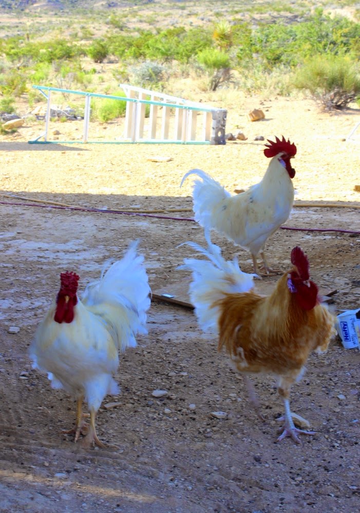 The Field Lab free range roosters