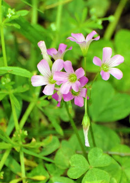 Oxalis sp.