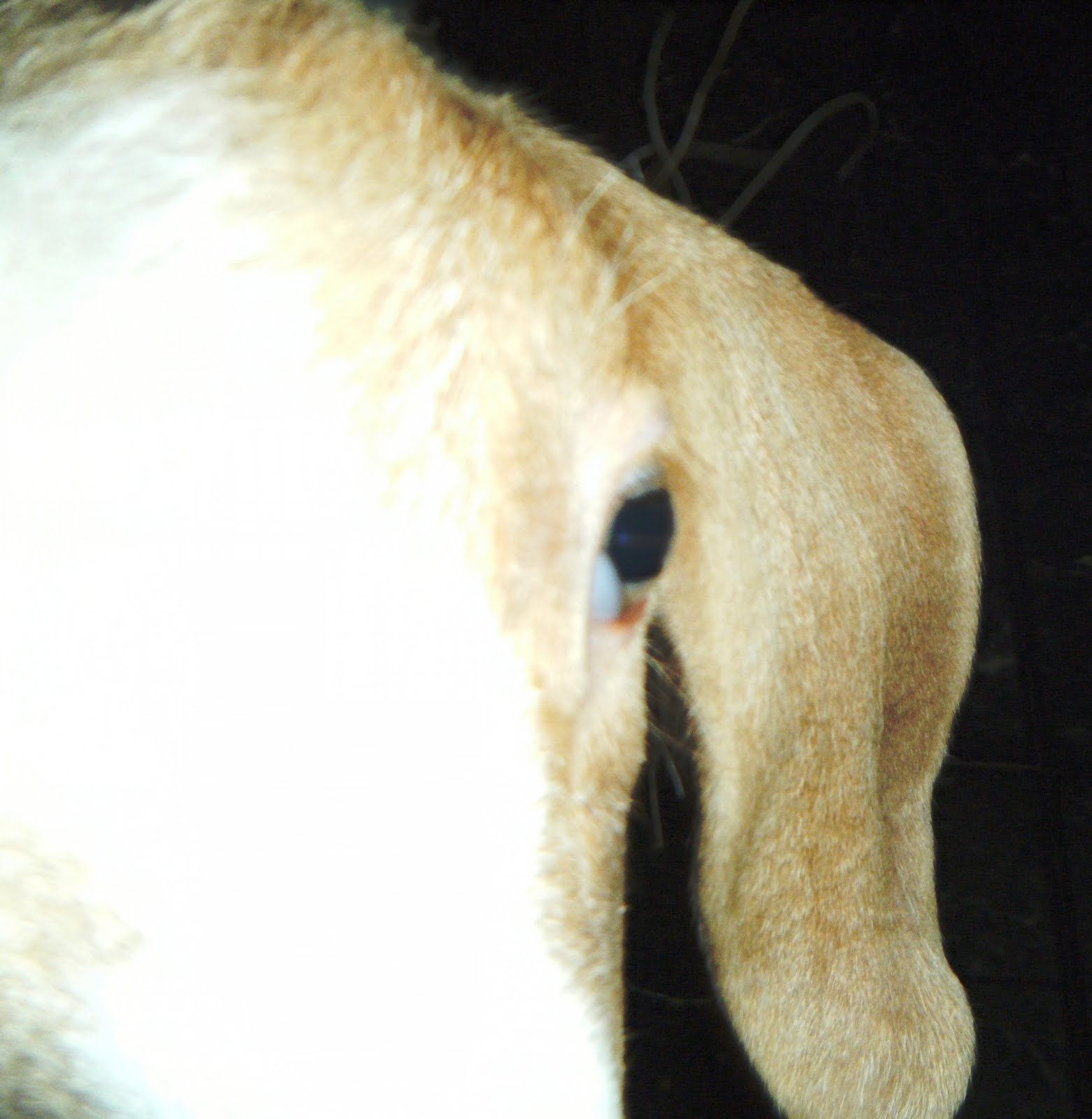 THE GOAT BORROWER The Goat Poop