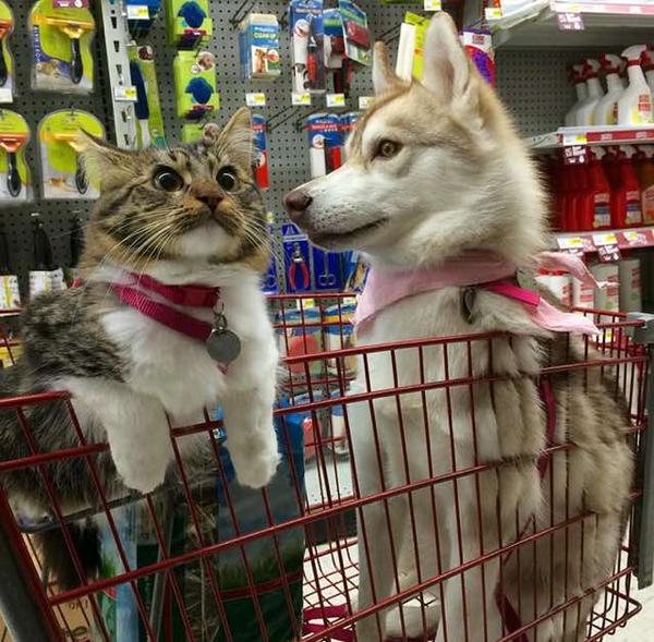 Рози - кошка, которую спасли хаски Рози - кошка, которую спасли хаски