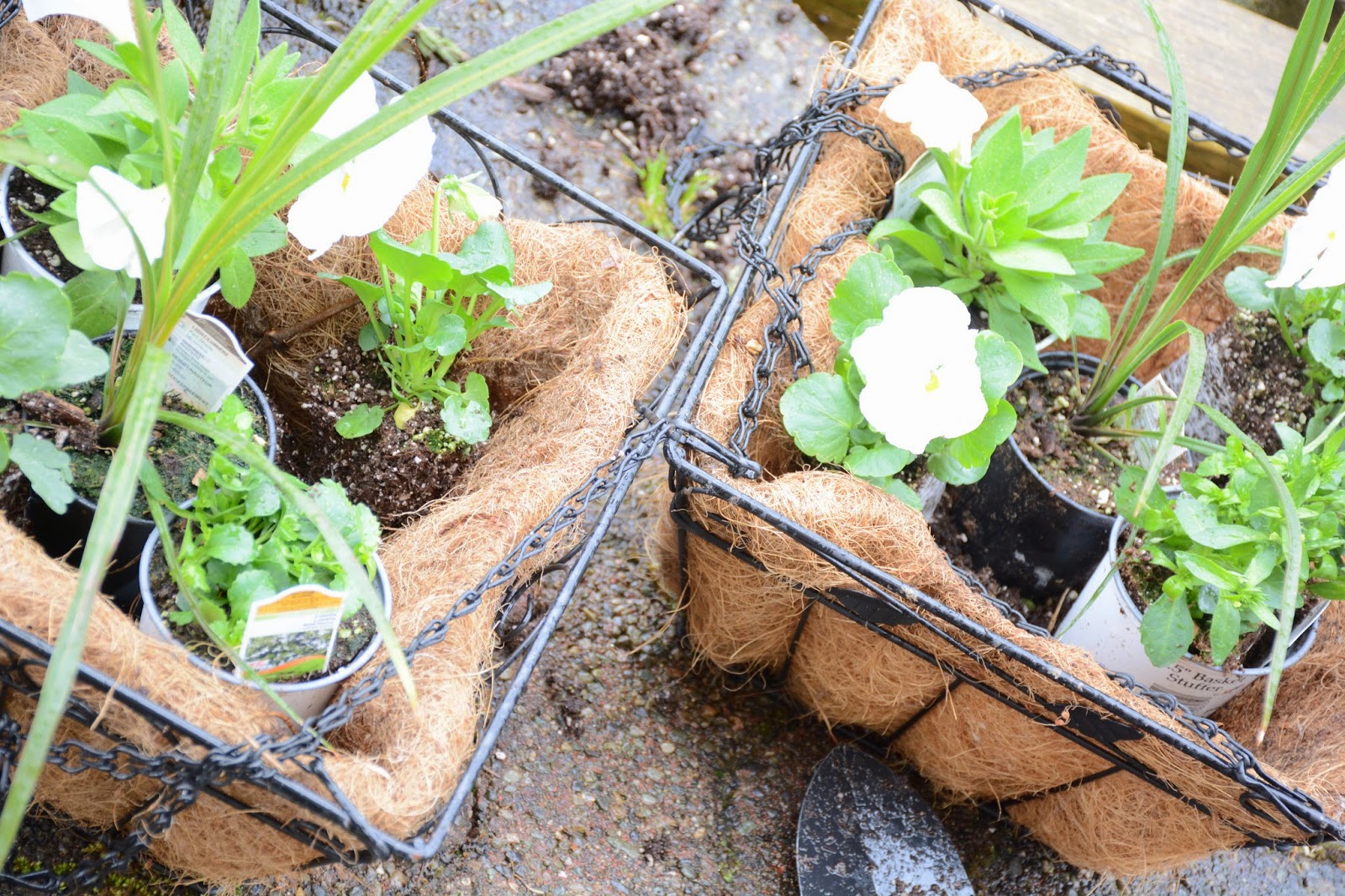 The Pampered Baby Spring DIY Easy Hanging Baskets