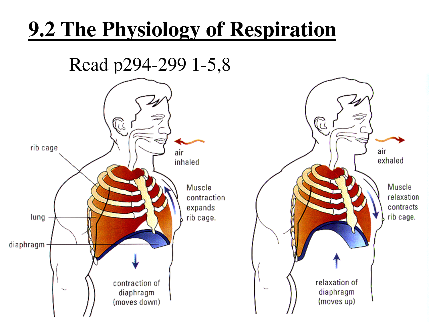 Xinyuanin mökki Breathing