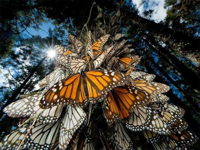Reserva de la Biosfera Mariposa Monarca