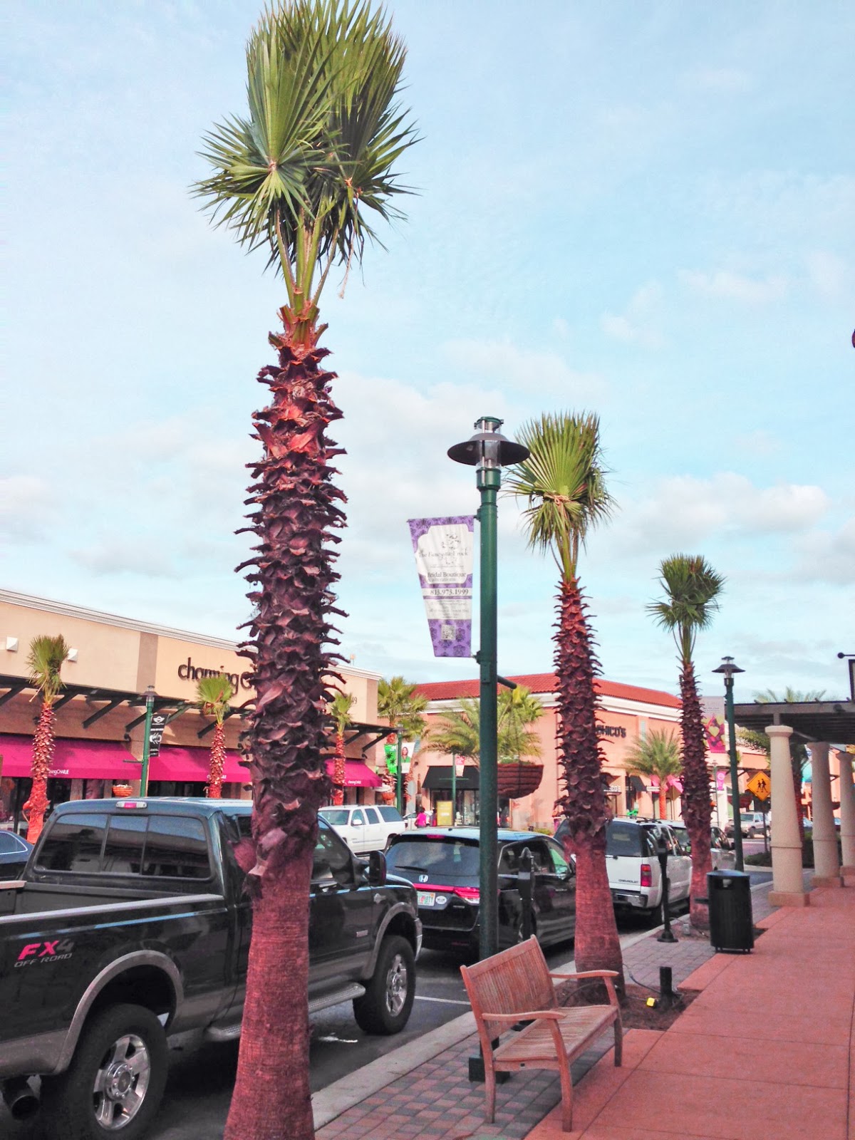 New Tampa and Wesley Chapel, FL Palm trees "swaying" at The Shops at Wiregrass