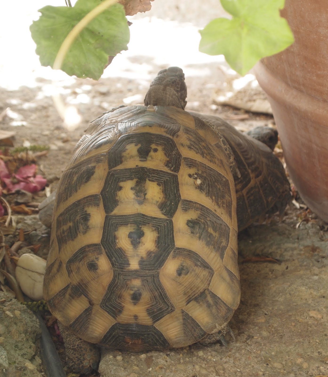 http://2.bp.blogspot.com/-EW88iMbdup0/TlwFdvfHEmI/AAAAAAAABbA/sMZxOwN1vG8/s1600/Tortoise+doing+the+naughty.jpg