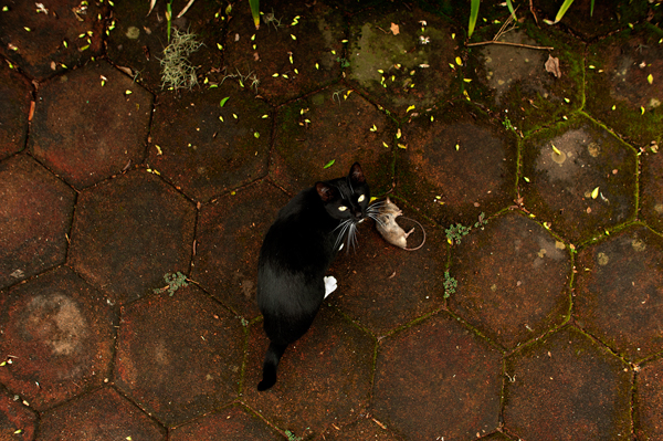 Catterns - A Photographic Collection by Durban photographer, Xavier Vahed