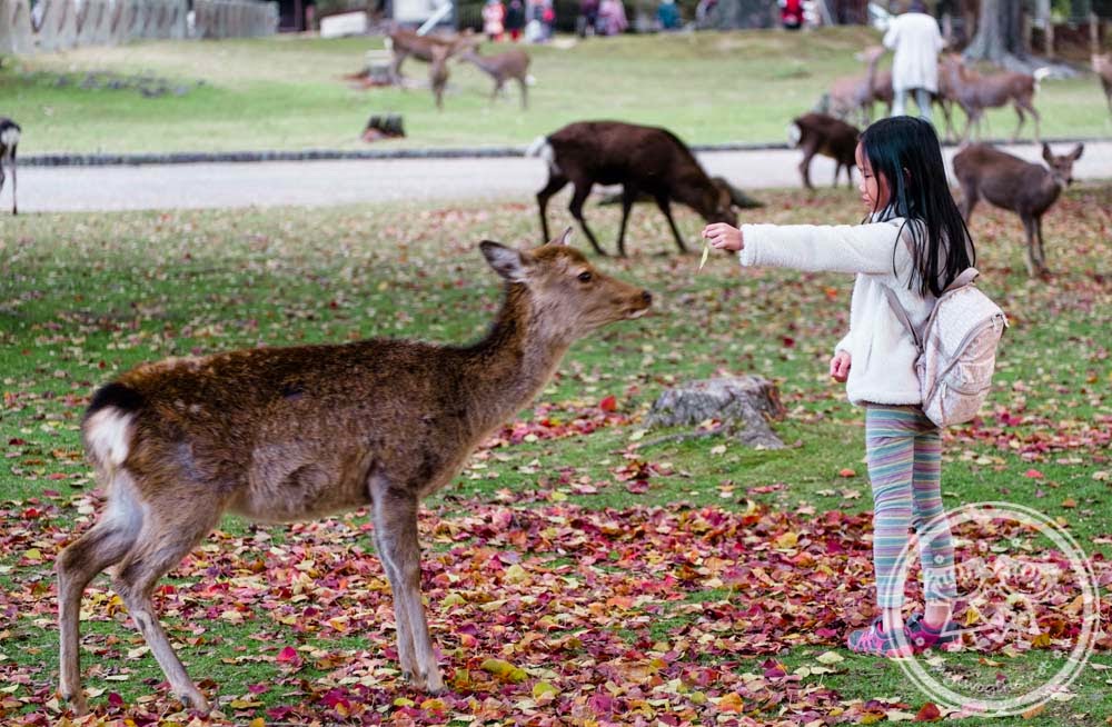 Zaria training a deer at Nara Park