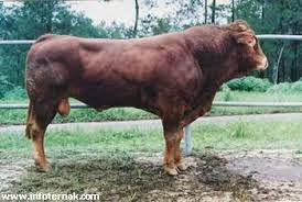 Gambar Peternakan Sapi Potong Sapi Potong Yang Diternak