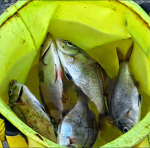 ヘチ釣りでウミタナゴを釣って ...