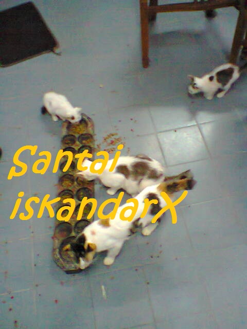 iskandarx.blogspot.com, Pagi-pagi lagi Faizal and the gang senaman sebelum breakfast, santai, Puteh, Faizal, Jupiter, Charlicaplin, Neptune, Pluto, Naili, Laila, Laili, Solehah