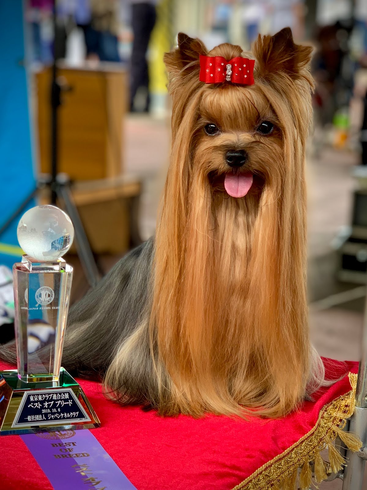 Beautiful Yorkshire Terrier on MD10