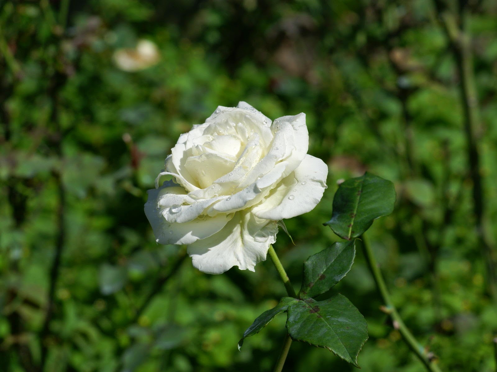 White roses White roses wallpaper
