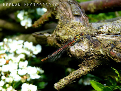 "Hedgerow Damsel" by Heenan Photography