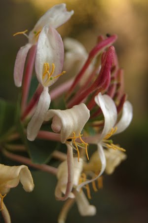 flor lonicera etrusca