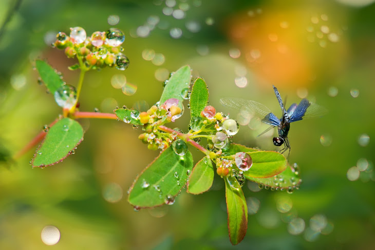 Blue Dragonfly And Drops