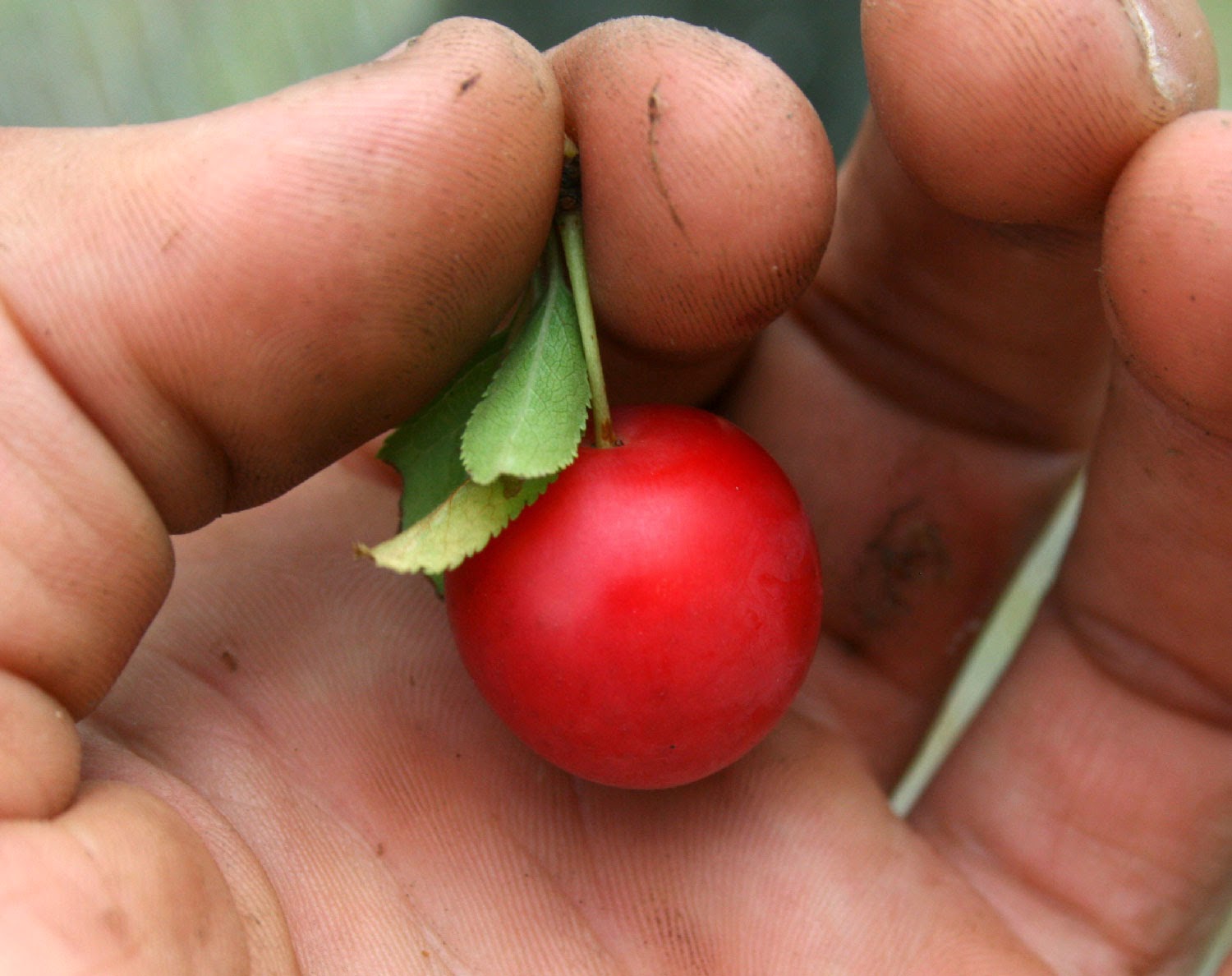 I thought this was a cherry, it looks like one! I thought this was a cherry, it looks like one!