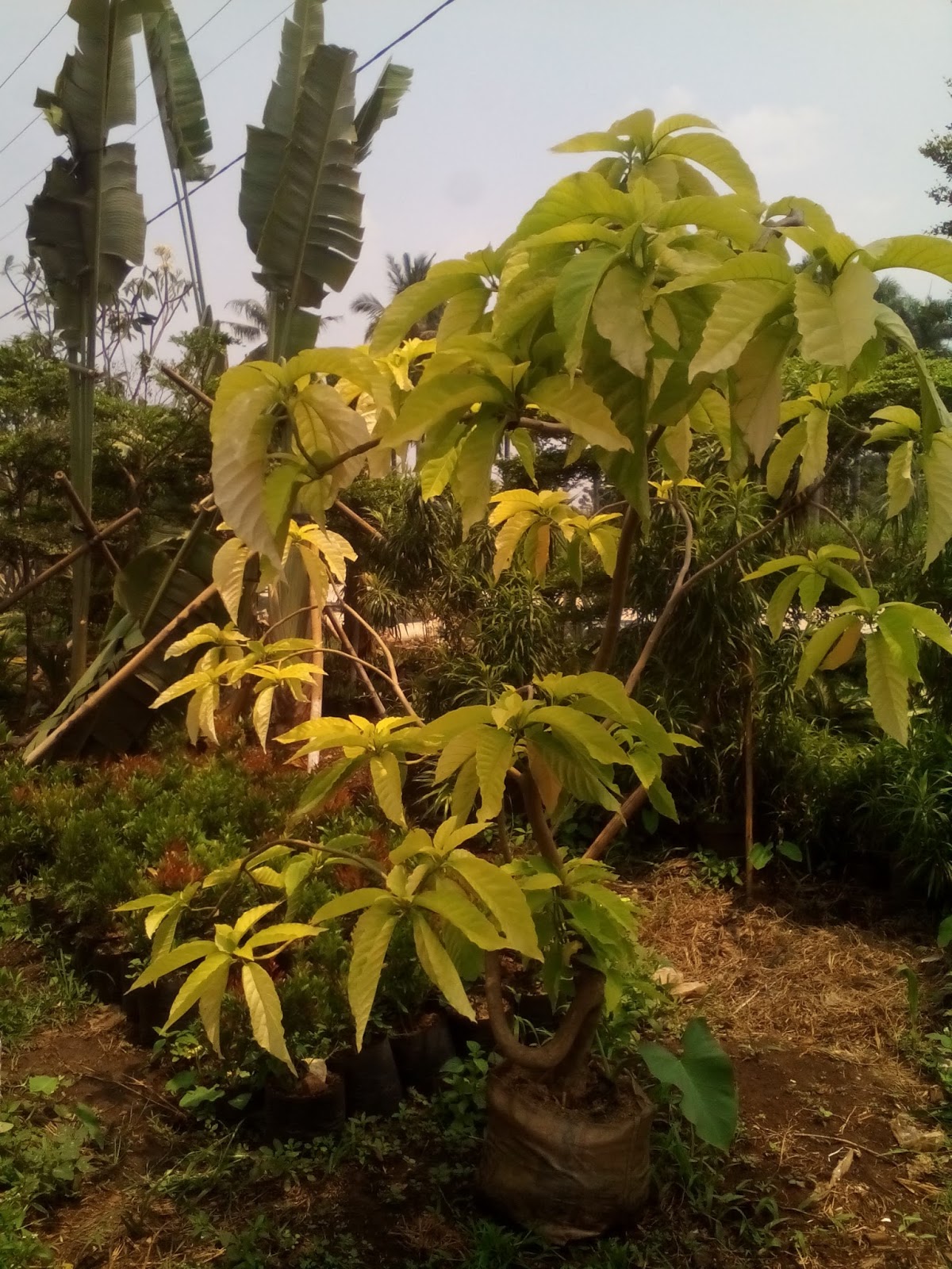 gambar pohon kol belanda