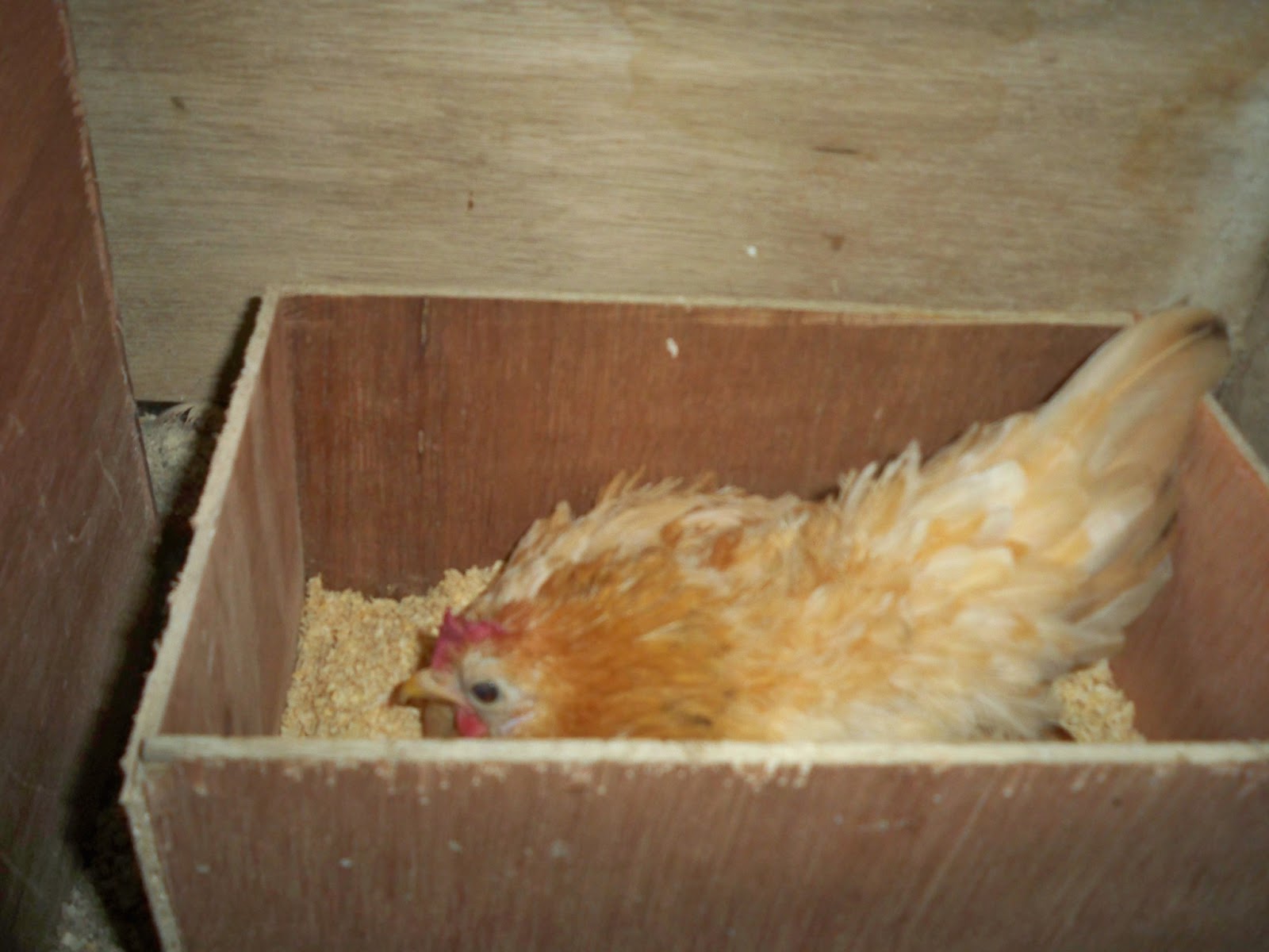 Serama Malaya Tips Untuk Atasi Masalah Induk Malas Mengeram Telur