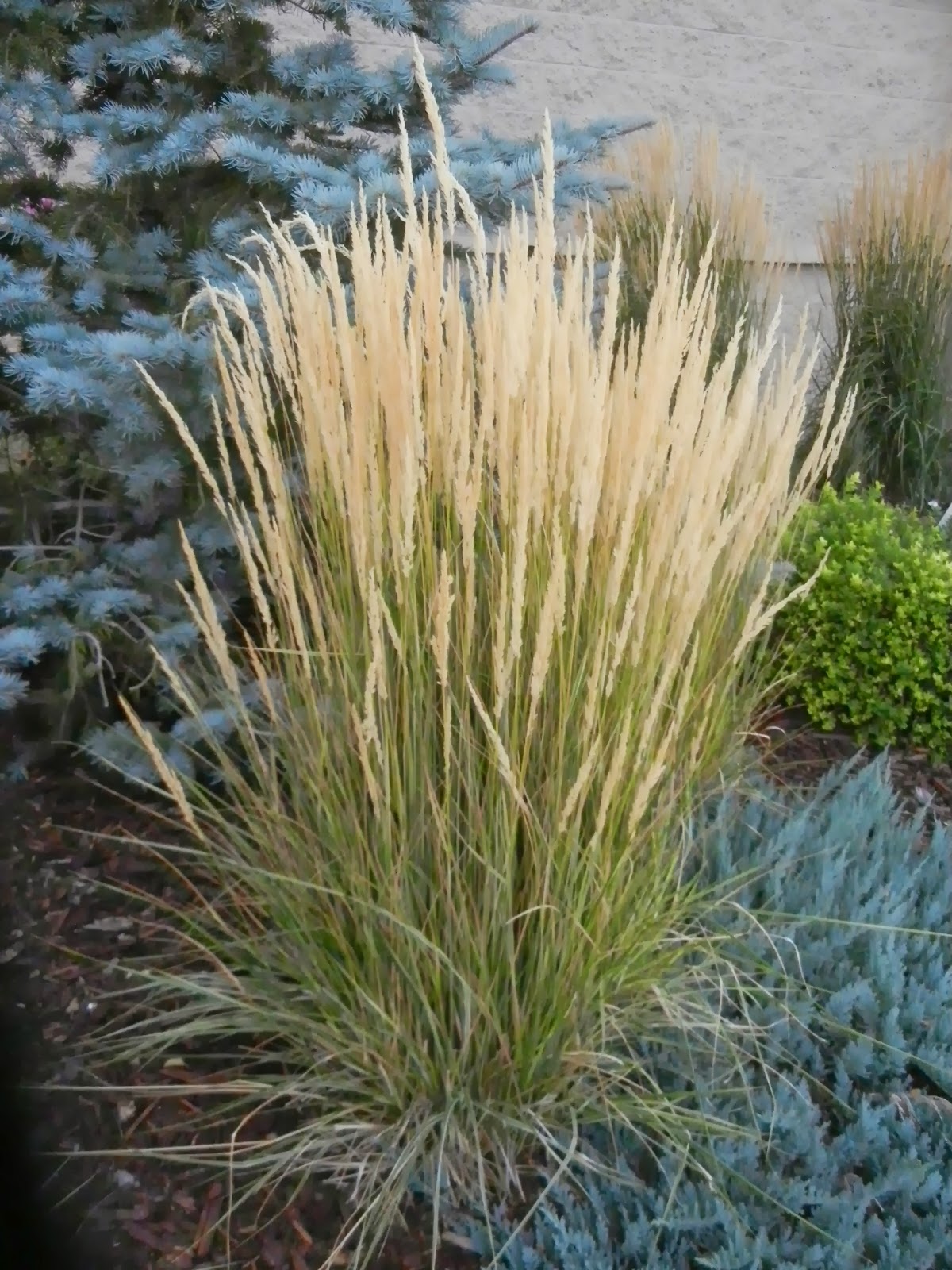 nnplant - Fruits Tree Herbs Tropical House interior plants indoor