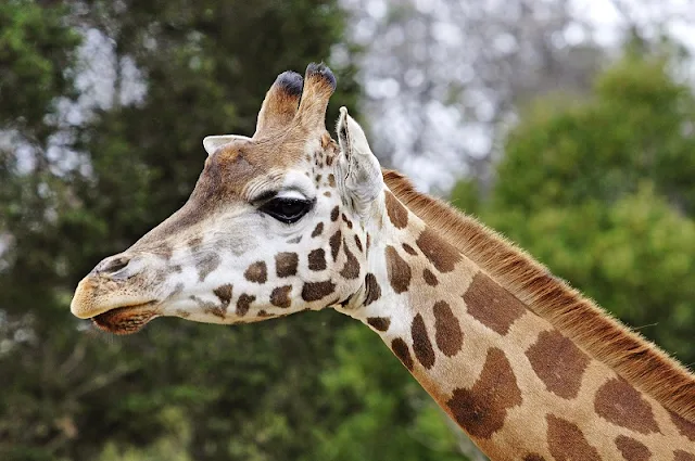 ZOOLOGICO SAPUCAIA DO SUL