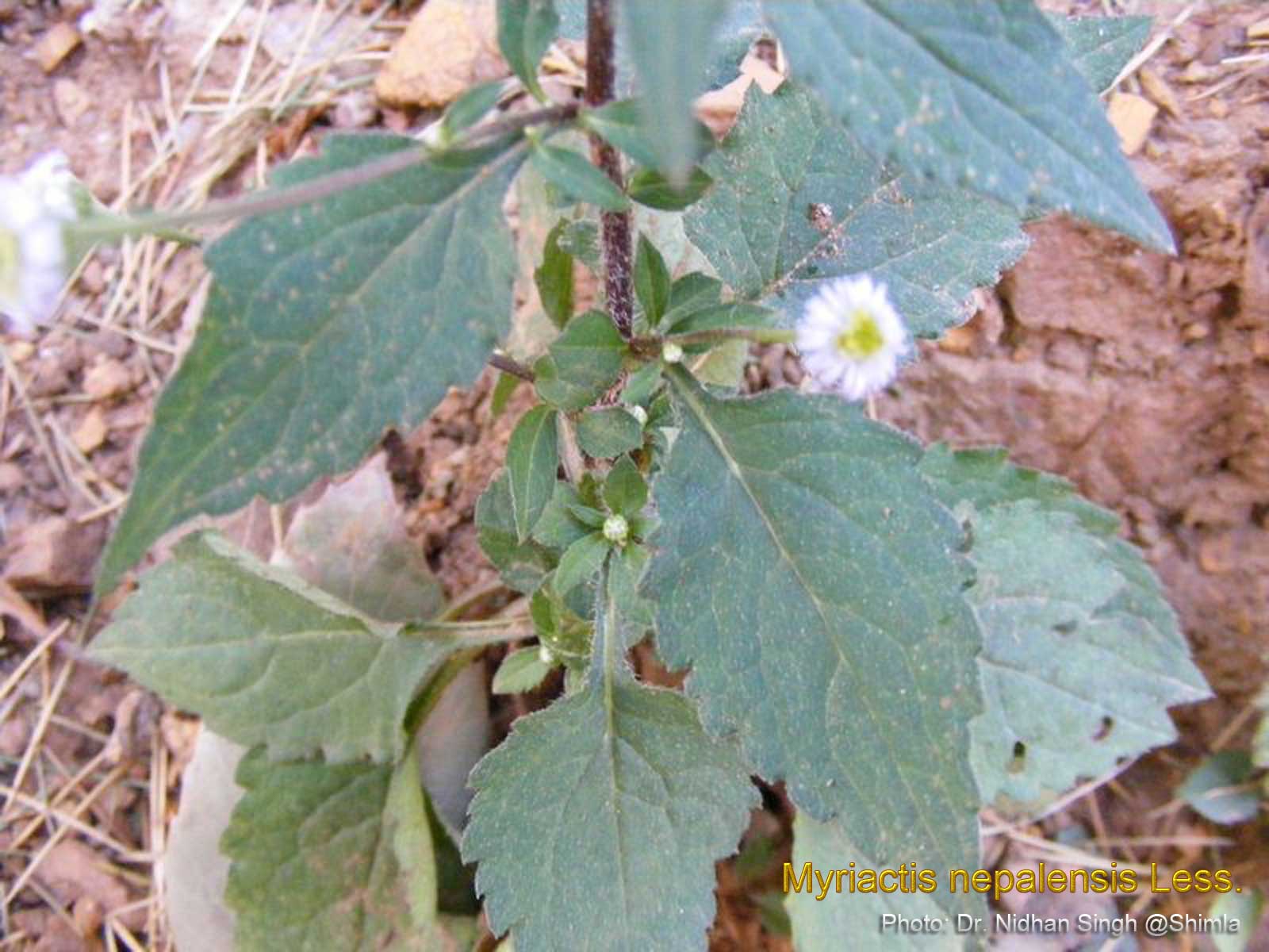 Medicinal Plants Myriactis nepalensis Nepal Myriactis Thuke phool