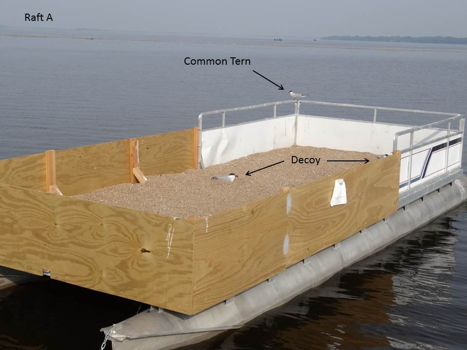Lake Puckaway Common Tern Nesting Rafts