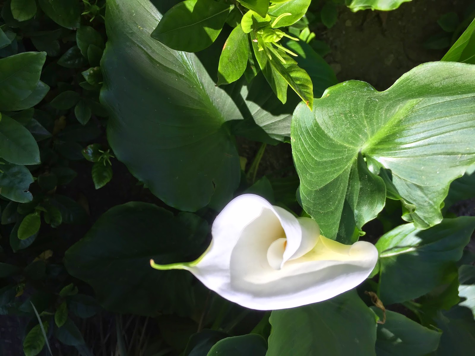 My California Garden in Zone 23 Calla Lily in the Morning