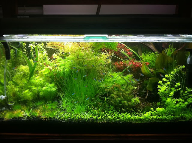 aquascape yang indah foto dekorasi aquascape indah bisnis borneo belajar aquascape yang indah foto dekorasi aquascape indah bisnis borneo belajar