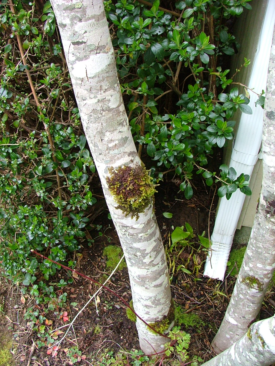 Oregon Coast Gardener The Venerable Vine Maple