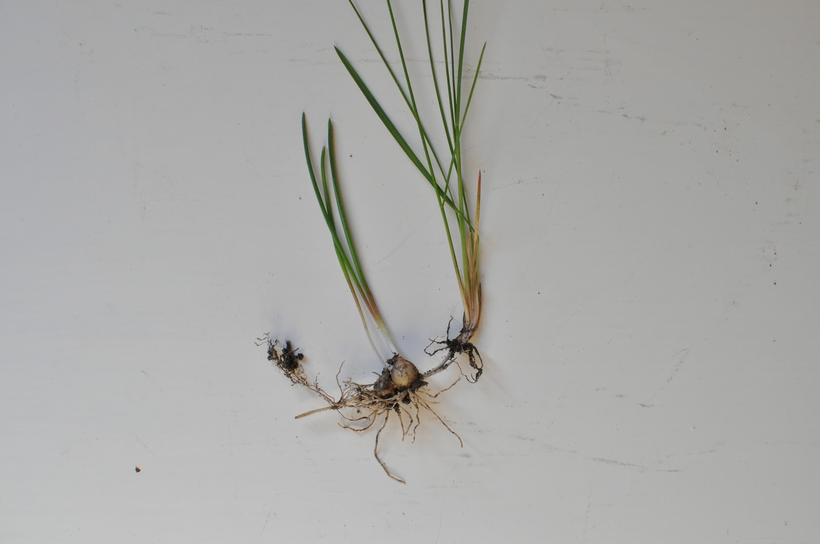 Northern Exposure Gardening Grass Growing Through my Bulbs