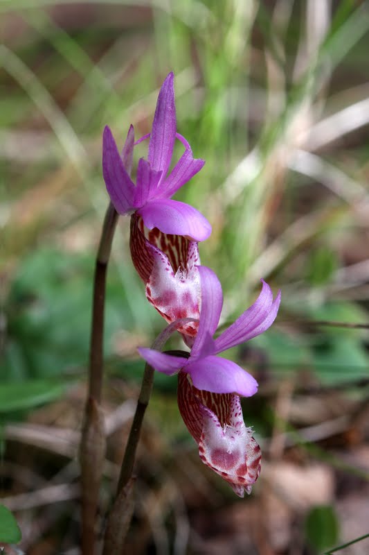 Native Orchids of the Pacific Northwest and the Canadian Rockies