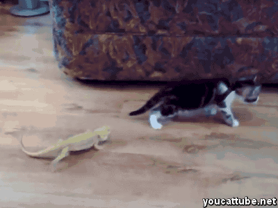 cat+and+iguana.gif