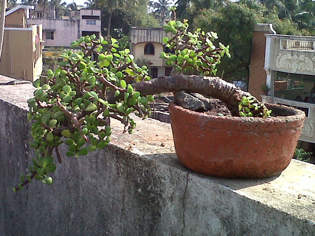 Indian Bonsai Indian Bonsai