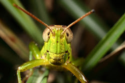 Grasshopper!