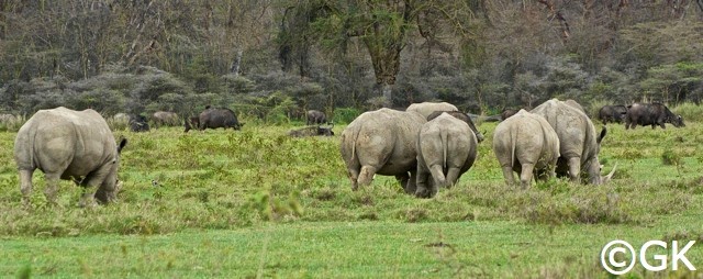 Nashorn Hinteransicht