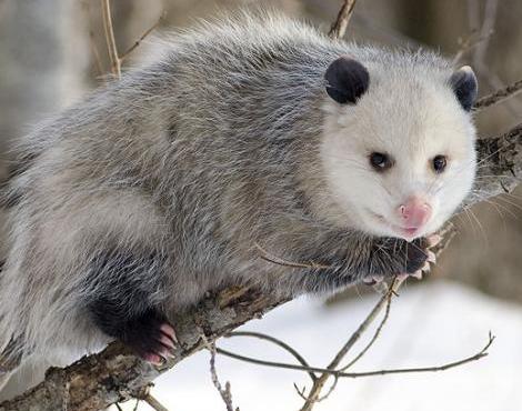Opossum+Bite Blog FUAD - Informasi Dikongsi Bersama: Top 5 Mammals With Odd ...