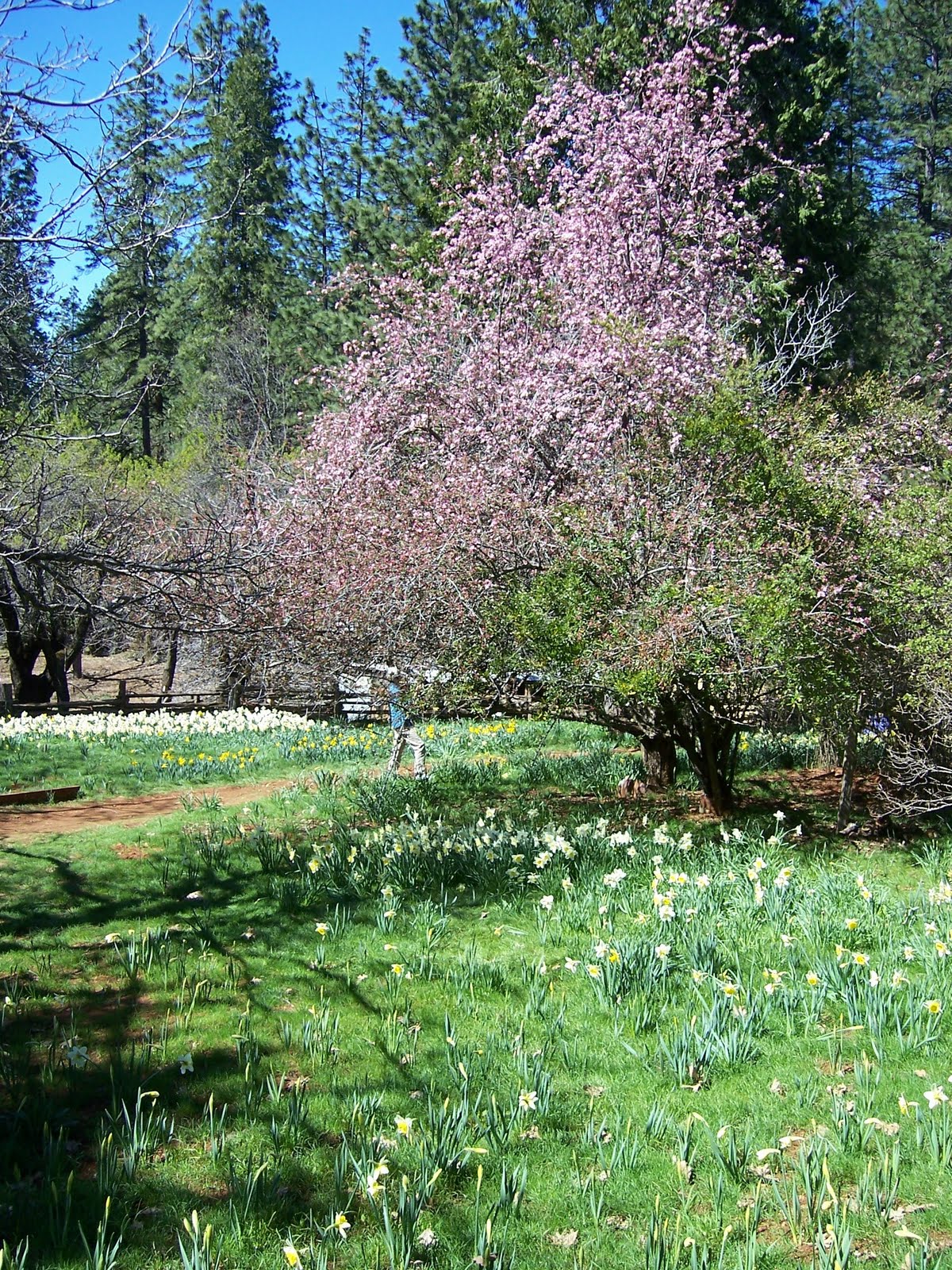SheRetired Daffodil Hill