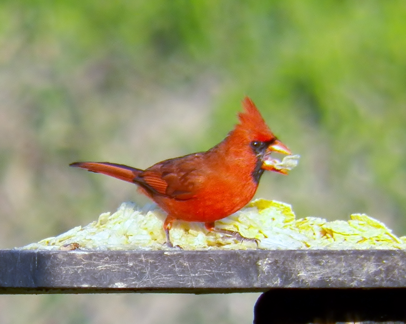 My Backyard Birds and Chips