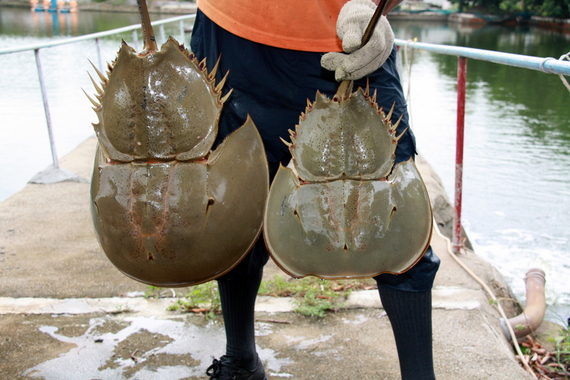 Fossil CSI Understanding horseshoe crab palaeoecology